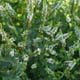 Detail-Infos